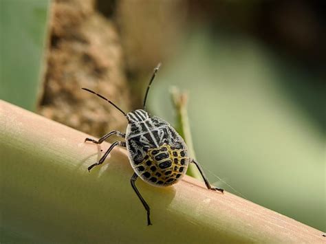 Un Insecto Con Rayas Amarillas Y Rayas Negras Se Sienta En Una Hoja De