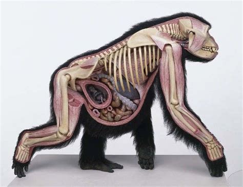 동물해부학모음01 네이버 카페 Anatomia Animal Primatas Fatos Sobre Animais