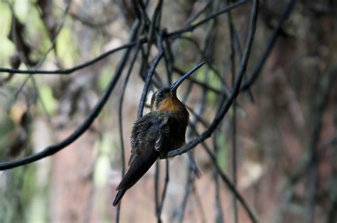 Free Images Nature Branch Flower Wildlife Beak Hummingbird