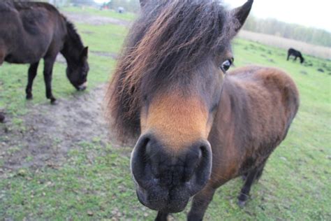 Ich Glaub Mich Knutscht Ein Pferd Wildpark MV Natur U Umweltpark