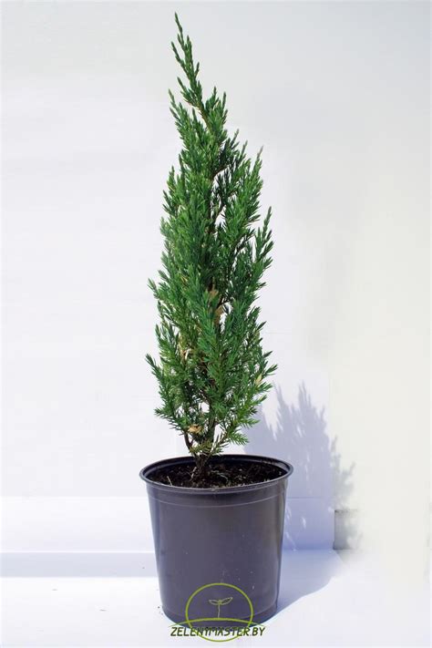 Можжевельник китайский Стрикта Вариегата (Juniperus chinensis Stricta ...