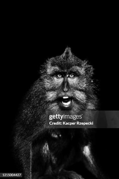 912 Monkey Teeth Stock Photos, High-Res Pictures, and Images - Getty Images