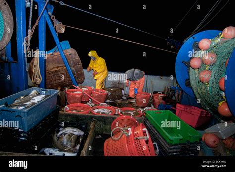 Fisherman Sorting Catch Of Atlantic Cod Gadus Morhua And Yellowtail