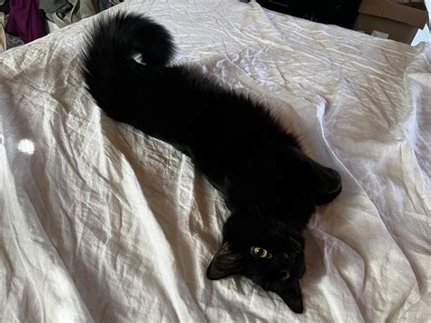 My void looks like cat in the hat : r/blackcats