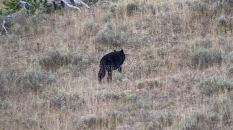 Black Wolf Walks Up A Hillside At The Hayden Valley Of Yellowstone