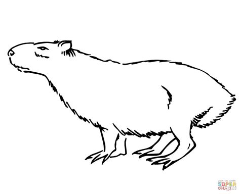 Dibujo De Capibara O Carpincho Para Colorear Dibujos Para Colorear