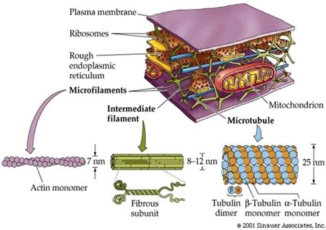 Sitoskeleton Pengertian Fungsi And Strukturnya Sitoskeleton Artikelsiana