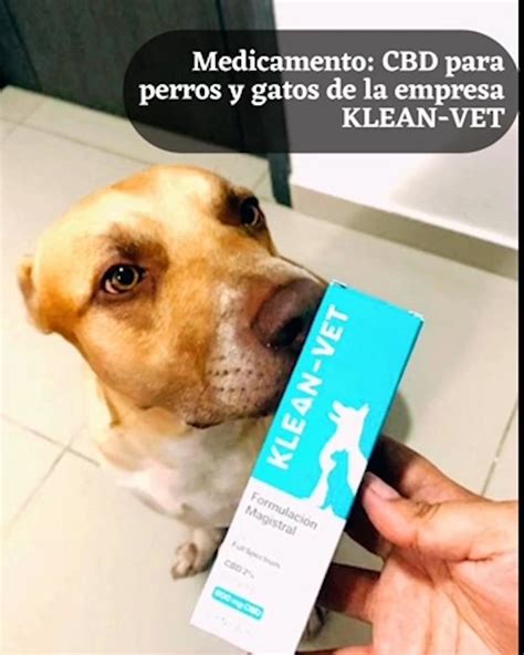 Cual Es El Mejor Aceite De Cbd Para Perros Con Cancer