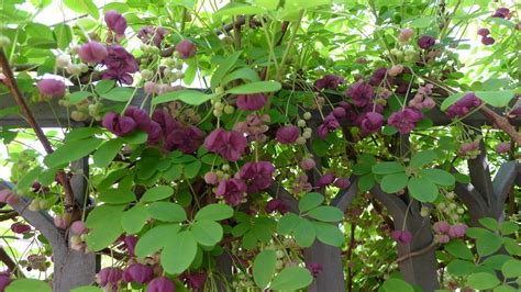 Akebia Quinata Chocolate Vine Plant Approx 8 12 Inch Etsy