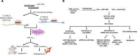 Microrna 148a Induces Apoptosis And Prevents Angiogenesis With