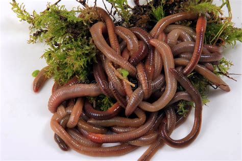 Common Earthworm Nightcrawler Lumbricus Terrestris Group Of Earthworm