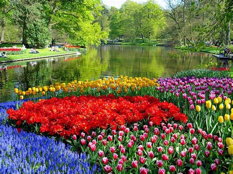 1000 Motivos Pra Viajar Os Campos De Tulipas Da Holanda