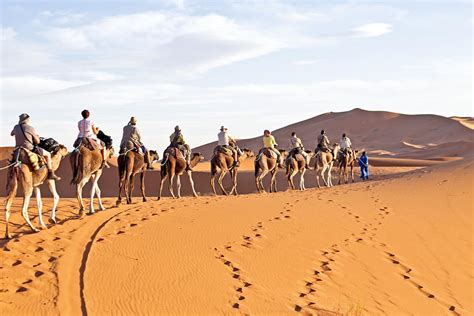 Camel Caravan Going Through The Sand Dunes In The Sahara Desert