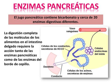 Completamente Seco El Principio Archivo Que Son Las Enzimas Digestivas