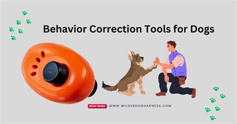 Behavior Correction Tools for Dogs: Best Guides