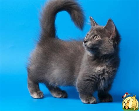 The Munchkin Cat | The MarkoZen Blog