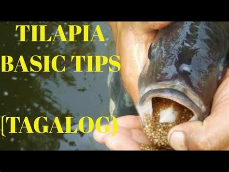 Tilapia Basic Tips Tagalog YouTube