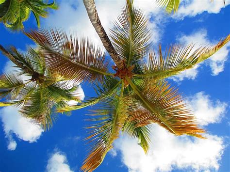 Sky Palm Tree Cloud Caribbean Island Tropical Sea Blue Sunny