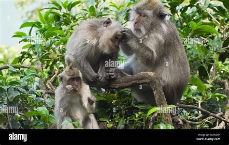 Mono Macaco En La Selva Monos En El Medio Natural Bali Indonesia