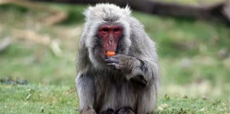 Escaped monkey set to be hunted by drones as it 'steals from bird feeders' to survive - Public ...