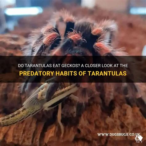 Do Tarantulas Eat Geckos A Closer Look At The Predatory Habits Of
