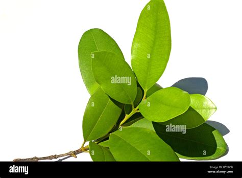Pimentpflanze -Fotos und -Bildmaterial in hoher Auflösung – Alamy