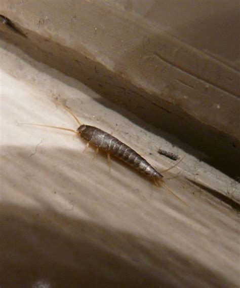 Do Silverfish Bite? – Dr. Killigan's