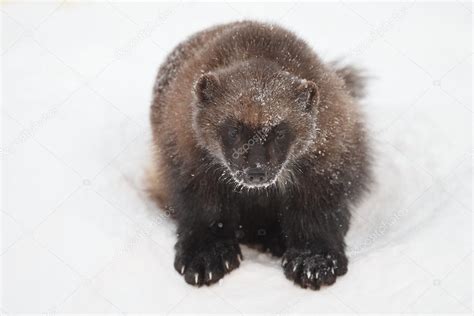 Wolverine animal in the snow — Stock Photo © MennoSchaefer #126738968