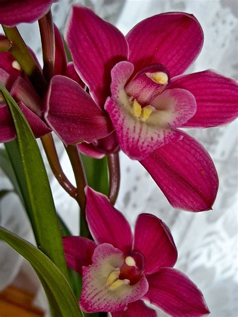 gousicteco: Orchid Plant Types Images