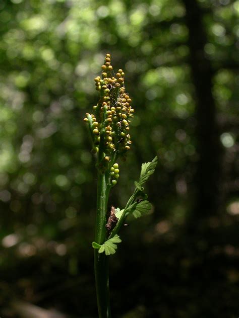 Botrychium Matricariifolium Illustrations Eflore Tela Botanica