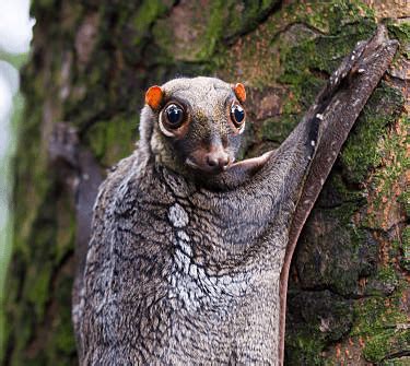 Sunda Flying Lemur Facts: The Nature's Gliding Marvel - Odd Facts