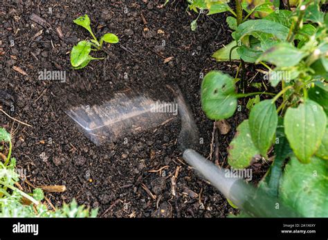 Hoeing To Remove Unwanted Weeds Weed Removal Using A Garden Hoe Stock