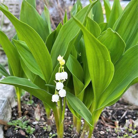 Convallaria Majalis Lily Of The Valley Cavano S Perennials