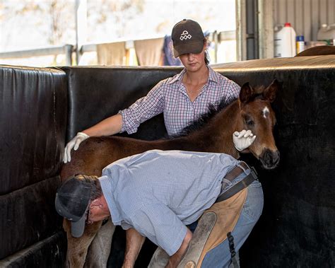 how to become a horse farrier