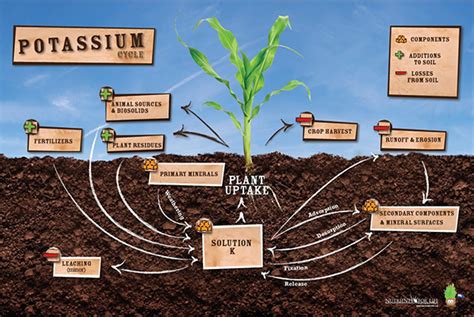 Potassium Cycle Poster Nutrients For Life