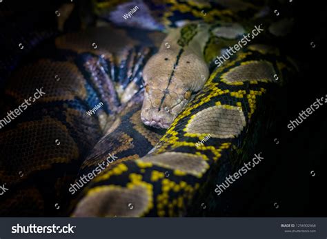 Reticulated Python Python Reticulatus Species Python Stock Photo