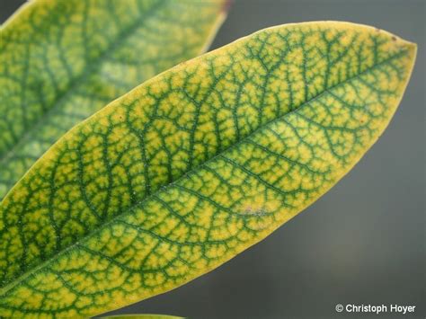 Eisenmangelchlorose Regierungspr Sidium Gie En Dezernat