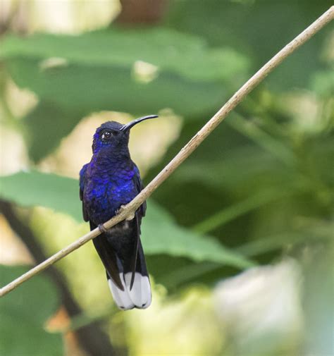 Violet Sabrewing Owen Deutsch Photography