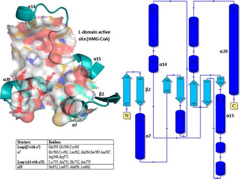 The Catalytic Cavity Of The Hmgcr Is Positioned In The Loop Regions