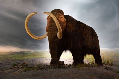 Misterios de la tafonomía del Mammut Historia del mamut extinto