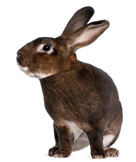 Premium Photo | Castor rex rabbit isolated