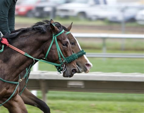 Horse Breeds - Your Ultimate Horse Breed Guide - Challenge Magazine