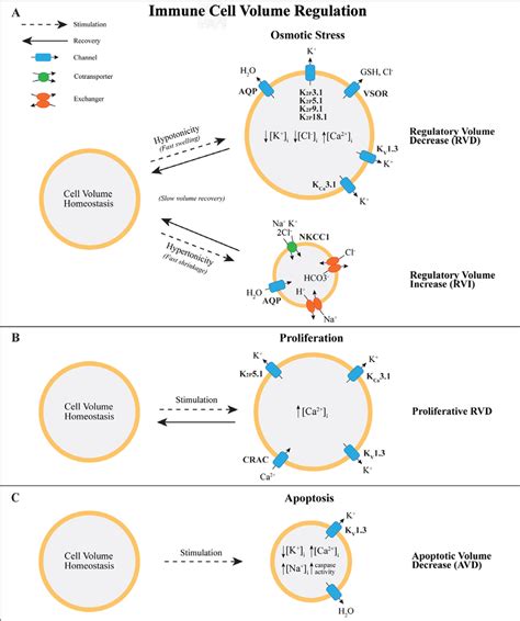 A Summary Of The Ion Channels Utilized During Immune Cell Volume