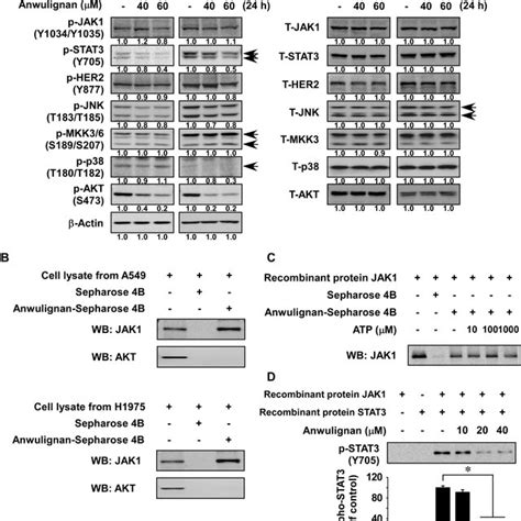 Anwulignan Strongly Inhibits The JAK1 STAT3 Signalling Pathway A