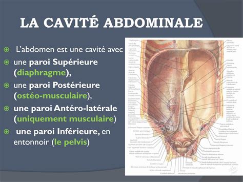 Ppt La Cavite Abdominale Et Ses Parois Powerpoint Presentation Free