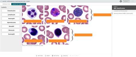 Blood Hematocrit Virtual Lab Mcgraw Hill Answers Lab Ch 17