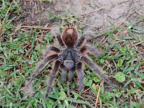 La tarántula del Distrito Federal una especie endémica del Pedregal