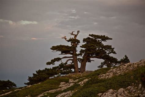 Albero Pi Vecchio Del Mondo I Alberi Millenari Pi Antichi