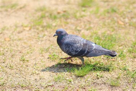 O Pombo O X Palumbus X Do Columba Na Grama Imagem De Stock