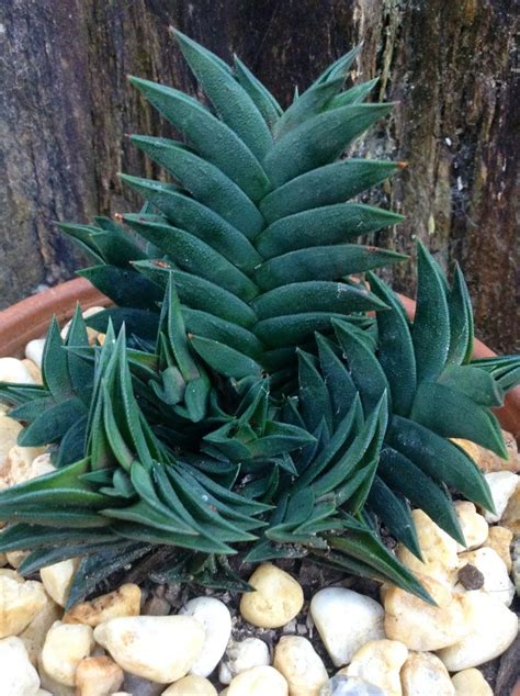 Pin By Kath Carter On HAWORTHIA Planting Succulents Succulents